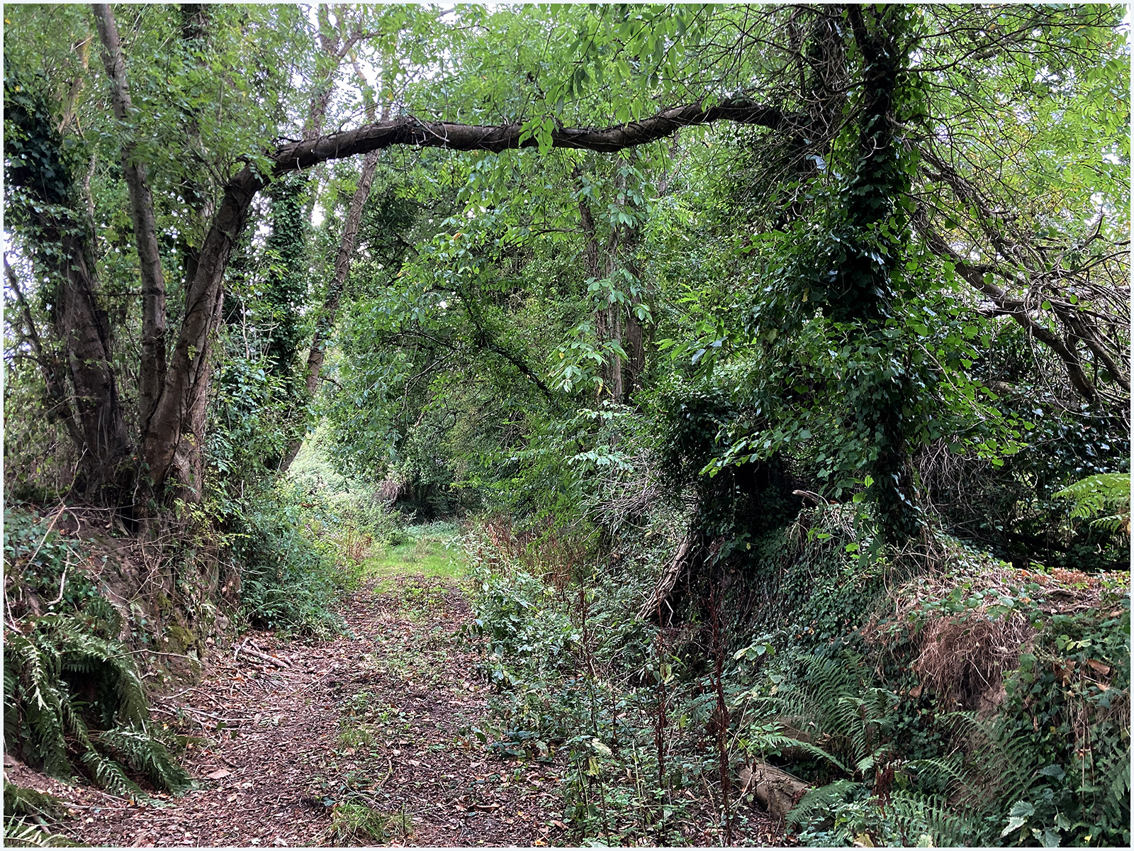 French Trees 